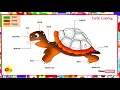 Turtle Coloring Pages LearnByArts