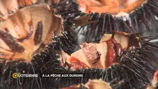 À la pêche aux oursins