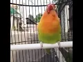 Lagu Lovebird isian Cucak jenggot ngekek ngetik panjang