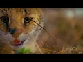 Download Lagu Earth: One Amazing Day | BBC Earth