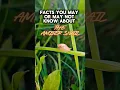 Download Lagu Facts You May or May Not Know About The Amber Snail #nature #insects #shorts #facts #fyp #funfacts