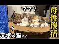 Download Lagu 【母性復活】保護した子猫と初対面したら何故かまた母性が芽生えてしまった元ボス猫♂