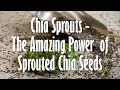 Chia Sprouts - A Powerful Superfood from Sprouted Chia Seeds