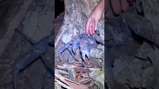 GIANT CRAB! Watch ya Fingers!