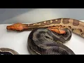 Pumpkin Head Short Tails