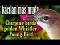 Download Lagu Suara burung - kancilan emas gacor trotol gacor - golden whistler gacor