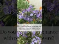 Download Lagu Rosemary Flower Essence