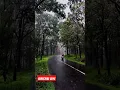 Download Lagu Hujan di tengah hutan #vlog #hujan #hutan #motovlog