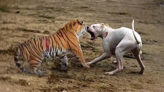 Download Detik² Anjing Lapar Nekat Menyerang Harimau, Begini Endingnya... MP3