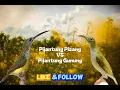 Download Lagu MASTERAN FULL BESETAN PIJANTUNG PISANG SAMBUNG PIJANTUNG GUNUNG‼️Cocok Buat MURAI \u0026 CUCAK IJO