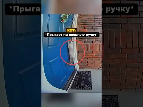 Побег кота оказался ошибкой 😿🌎