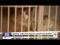 West Valley City to host weekend pet adoption event