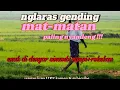 Download Lagu Nglaras banget gending mat-matan//cocok di dengar sinambi ngopi+ rokokan di jamin gayeng