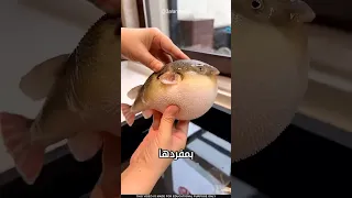 ما سر السمكة المنتفخة 