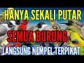 Download Lagu HANYA SEKALI PUTAR SEMUA BURUNG LANGSUNG NEMPEL TERPIKAT