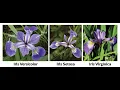 Kmeans clustering using Iris dataset