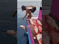 Download Lagu emang udah rejeki si abang ikan kakap merah besar besar #fish #shorts #mancing #fishing