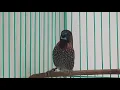 Download Lagu Emprit Peking Jali Saya Gacor.