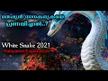 Download Lagu White Snake (2021) Movie Explained In Malayalam | White Snake Love Tribulation | Snake Movie