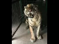 Download Lagu Harimau sumatra
