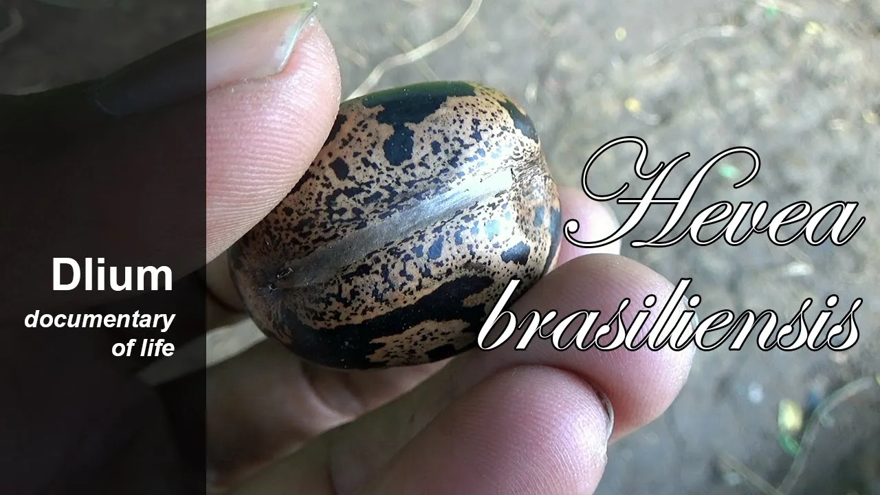 Rubber tree (Hevea brasiliensis) - part 3