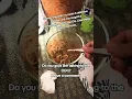 Download Lagu Lao Food #lao #laos #laotian #laopride #laopeople #laofood #laos🇱🇦 #papayasalad #🇱🇦