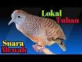 Download Lagu Perkutut Lokal Gacor ahlinya bikin bunyi asli lokal Tuban