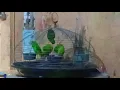 Download Lagu BURUNG SERINDIT.... ini Bunyi Didaerah saya Bilang MINSINGGURANAK,ditempat Kamu Apa ???
