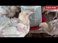 SUSPENDED POULTRY PEN FLOORING TECHNIQUE