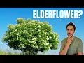 Download Lagu Elderflower: How to Identify \u0026 Avoid the Lookalikes