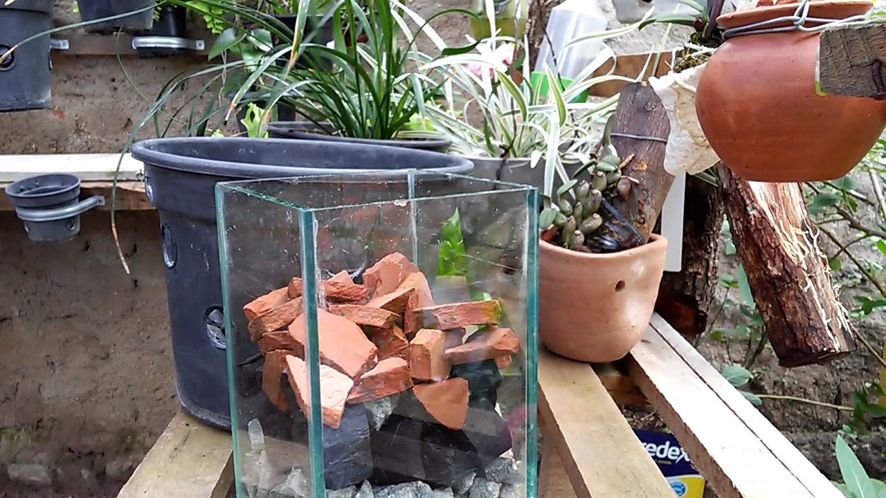 REPLANTE DE ORQUÍDEA FHALAENOPSIS NO VASO DE VIDRO.