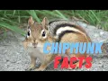 11 New Chipmunk Facts You Didn t Know Must Check