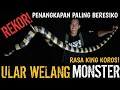 Download Lagu PENANGKAPAN ULAR WELANG RAKSASA RASA KING KOROS! ULAR WELANG TERBESAR DAN TERPANJANG!