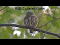 Lagu 鵂鶹/Collared Owlet(Glaucidium brodiei pardalotum)call