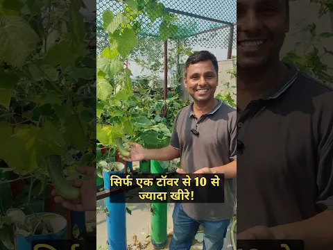 सिर्फ एक टॉवर से 10 से  ज्यादा खीरे! 🥬🥬 PVC Garden 🥬🥬 #shorts #home #balconygarden
