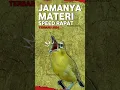 Download Lagu MASTERAN PLECI SPEED RAPAT MATERI DAHSYAT #masteranpleci #masteranjuara #shortsfeed