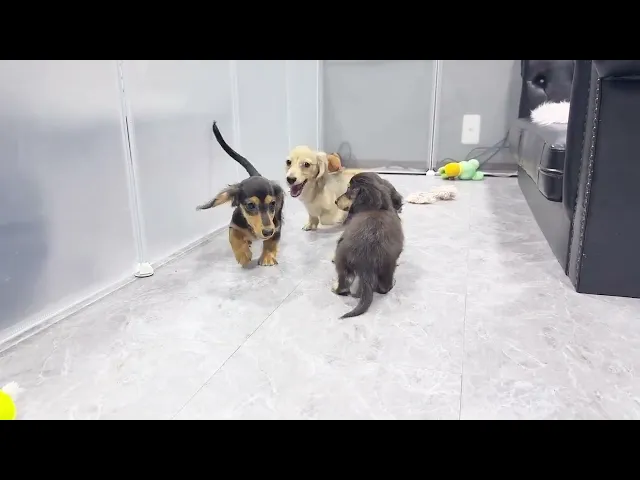動画