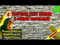 Download Lagu Masteran Pleci Nembak Variasi expander kuntilanak panjang||sangat cocok untuk Masteran pleci
