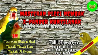 Download Masteran Pleci Nembak Variasi expander kuntilanak panjang||sangat cocok untuk Masteran pleci MP3