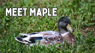 Meet Maple: My Oldest Ducks Backstory & Lore