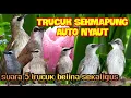 Download Lagu Trucuk hasil Ombyokan sekalipun akan langsung Nyaut dengar suara ini.BUKTIKAN!