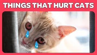Download 14 Things You Do That Hurt Your Cat You Must Stop Doing! MP3