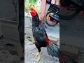 Download Lagu Ayam bangkok super lagi berkokok