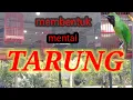 Download Lagu simulasi lomba cucak ijo bikin jamtrok