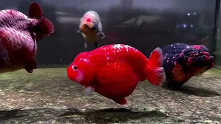 4K U Ranchu Goldfish Lifestyle Calm and Serene
