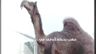 مخوفة بن حفيظ المزروعي 