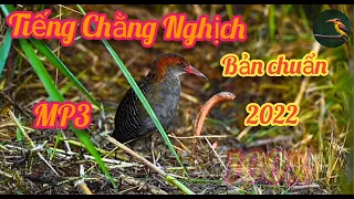 Download Tiếng Chằng Nghịch [miễn phí ]bản hủy diệt bao ăn chim mới nhất 2022 bao chuẩn 100% [0383631467 ] MP3