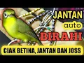 Download Lagu CIAK JOS BETINA DAN JANTAN - PEKATIK ANDELAN