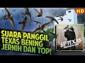 Download Lagu Suara Panggil Walet SP TEXAS HQ Bening