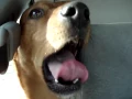 Download Lagu Laughing Dog